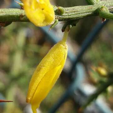 Plancia ëd Ulex australis subsp. welwitschianus