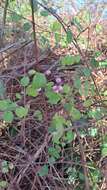 Image of Symphoricarpos × chenaultii Rehder