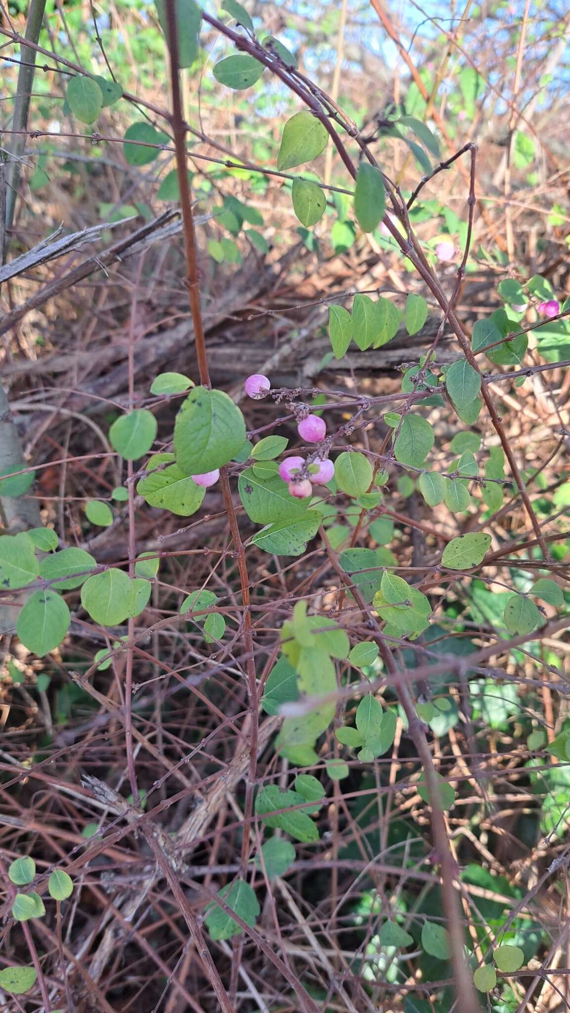 Image of Symphoricarpos × chenaultii Rehder