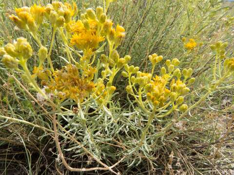 Image of Rusby's goldenbush