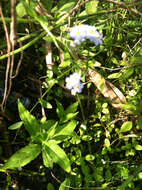 Image of true forget-me-not