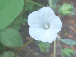 Plancia ëd Ipomoea triloba L.