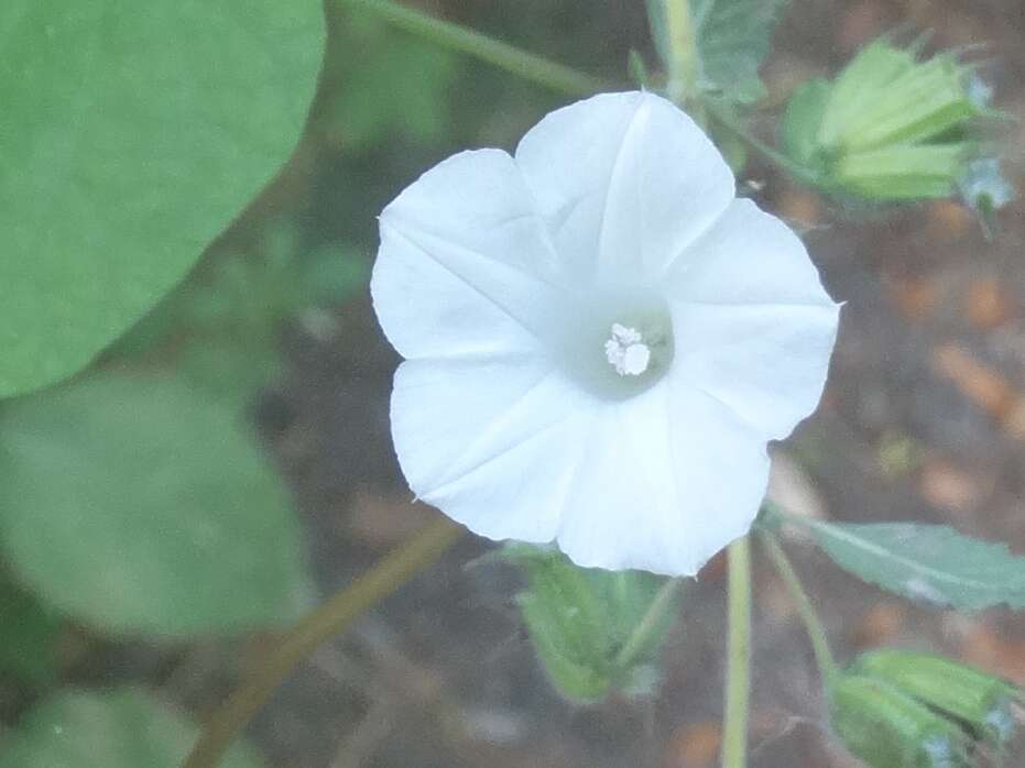 Image de Ipomoea triloba L.