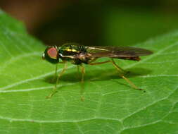 Image of Sargus fasciatus Fabricius 1805