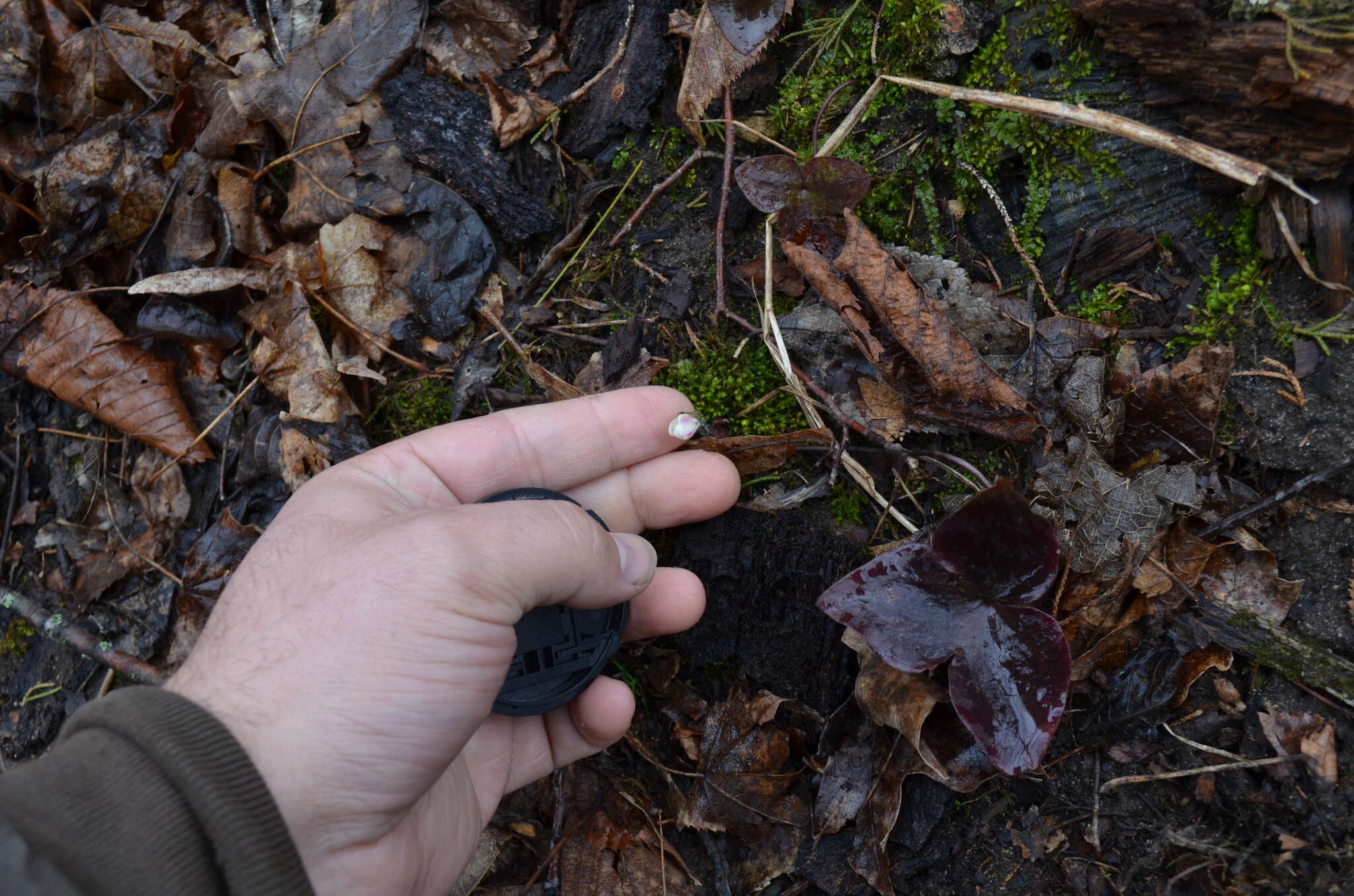 Image of sharplobe hepatica