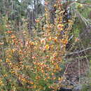 Image of <i>Pultenaea cinerascens</i>