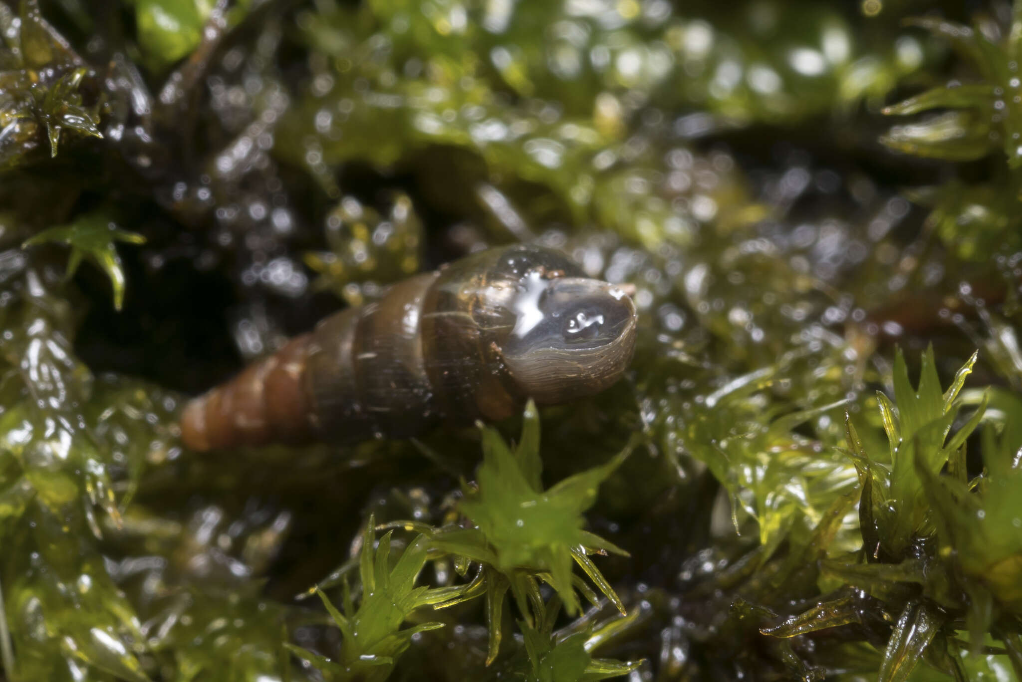 Image of Tree snail