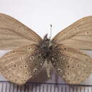 Image of <i>Celastrina <i>sugitanii</i></i> sugitanii