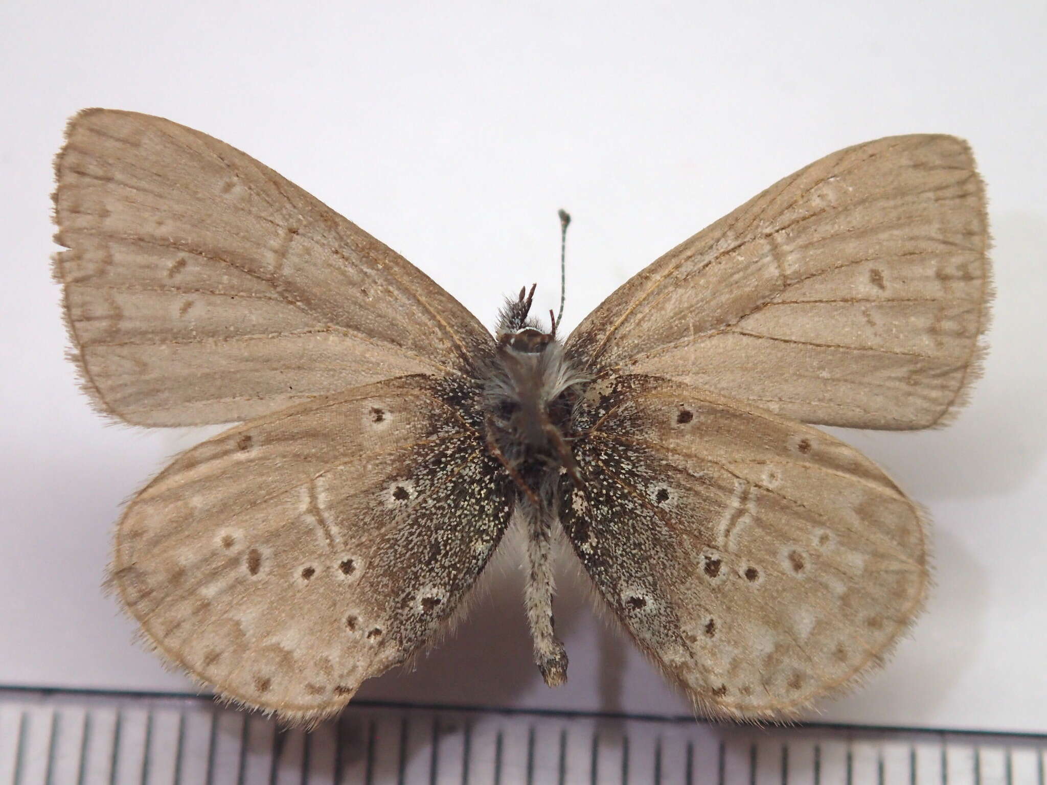 Image of <i>Celastrina <i>sugitanii</i></i> sugitanii