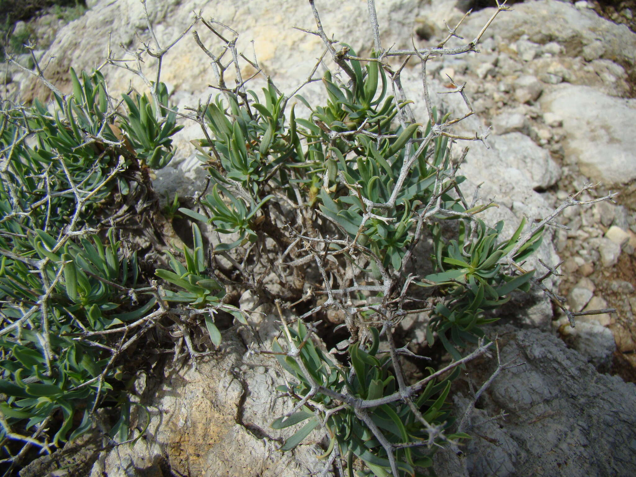 Image of Bupleurum fruticescens subsp. spinosum (Gouan) O. Bolos & Vigo