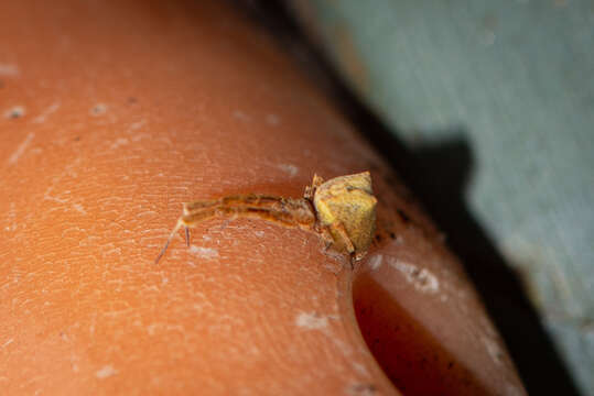 Image of Uloborus barbipes L. Koch 1872