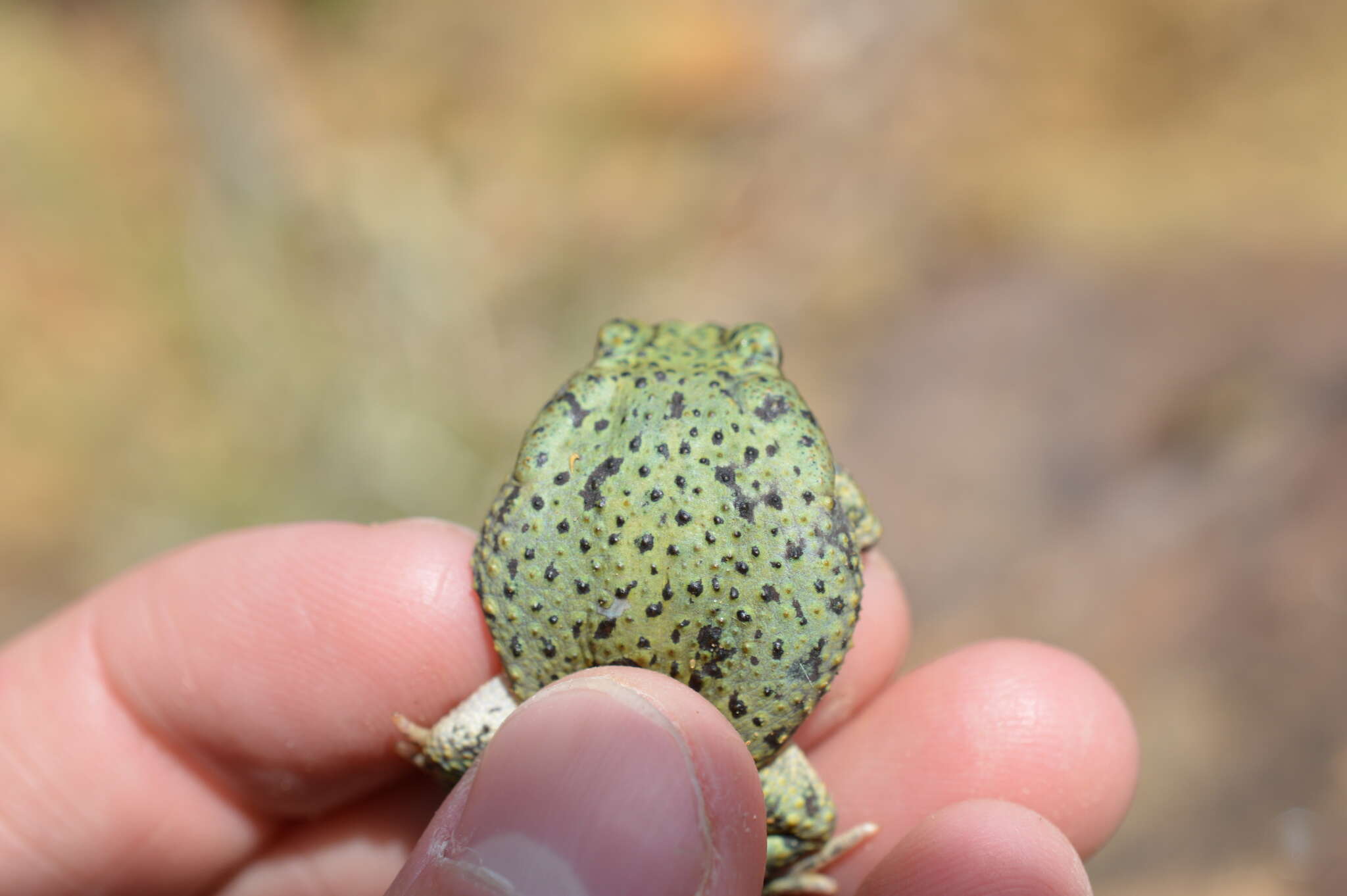 Image of Green toad