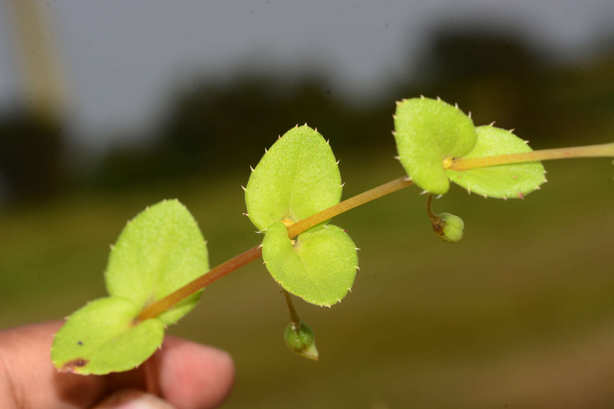 Image of Impatiens lawii Hook. fil. & Thoms.