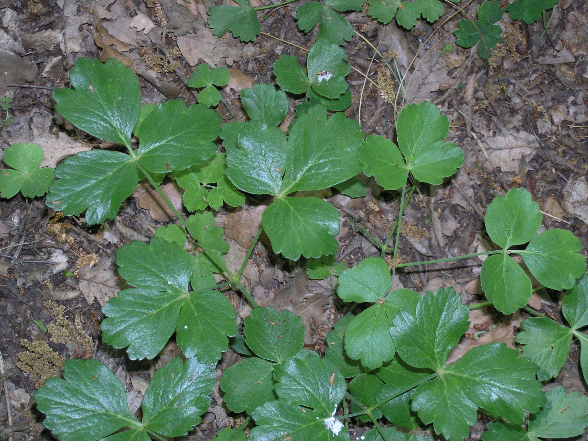 Image of Laser trilobum (L.) Borkh.