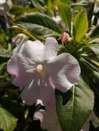 Impatiens sodenii Engl. & Warb. ex Engl. resmi