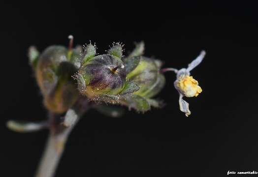 Слика од Linaria simplex (Willd.) DC.