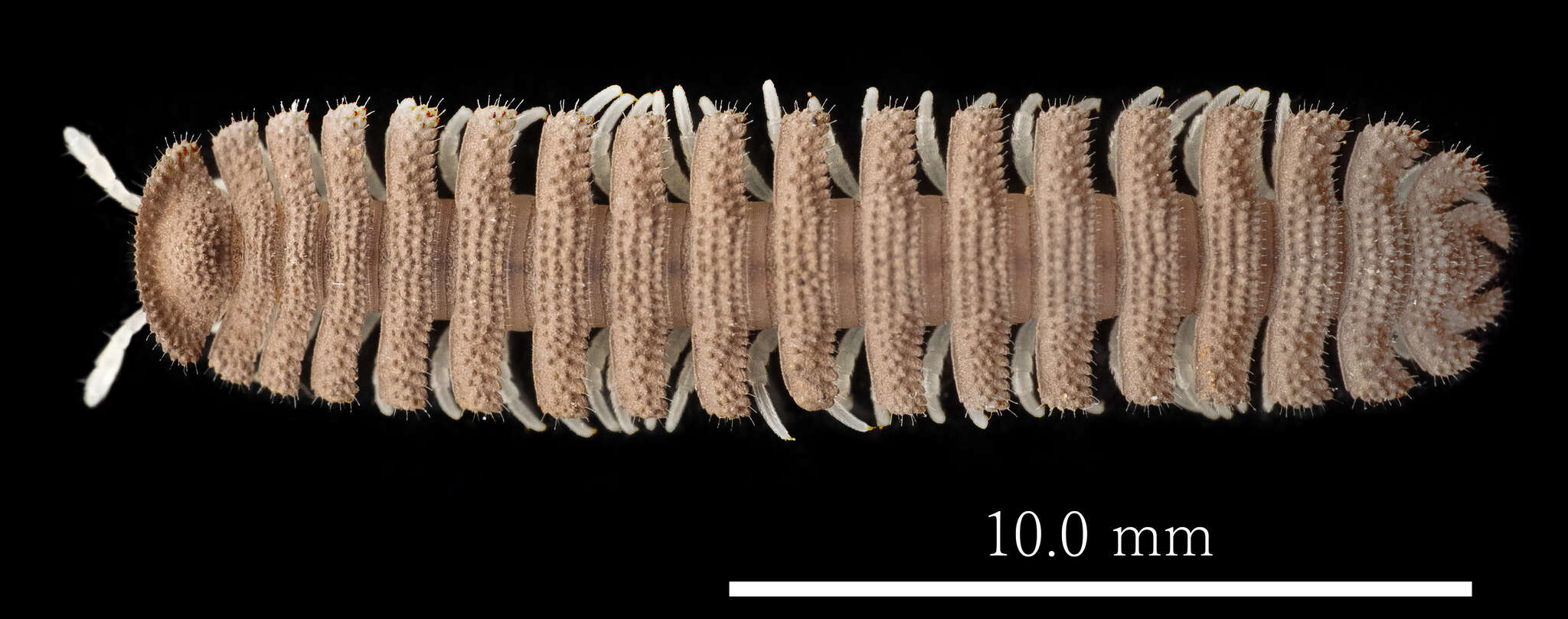 Image of Niponia nodulosa Verhoeff 1931
