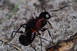 Image of Camponotus obscuripes Mayr 1879