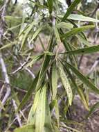 Plancia ëd Dolichandrone alternifolia (R. Br.) Seem.