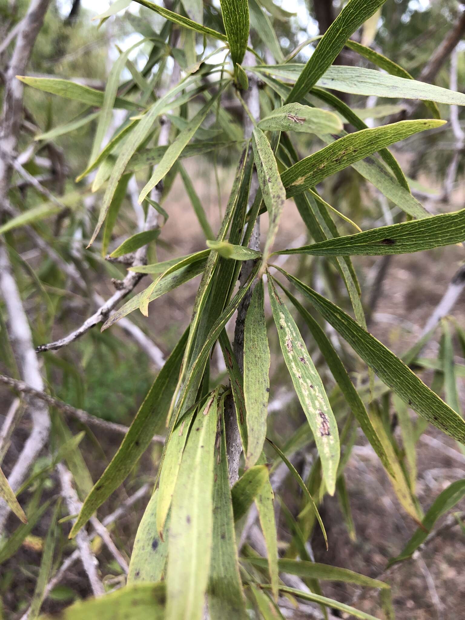 Plancia ëd Dolichandrone alternifolia (R. Br.) Seem.