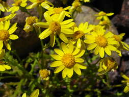 Plancia ëd Senecio leucanthemifolius subsp. caucasicus (DC.) Greuter