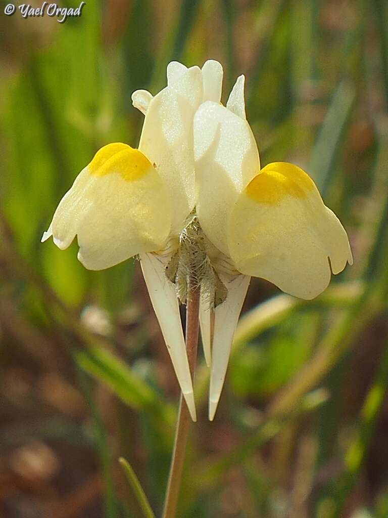 Sivun Linaria haelava (Forssk.) Del. kuva