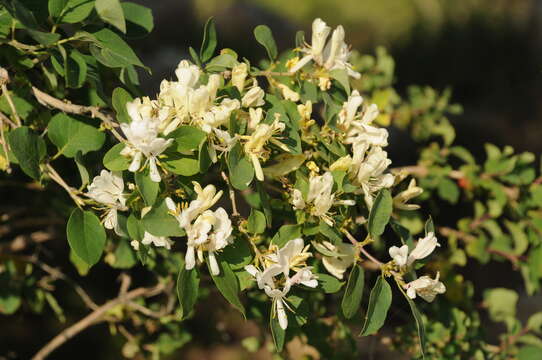 Image of Lonicera nummulariifolia Jaub. & Spach