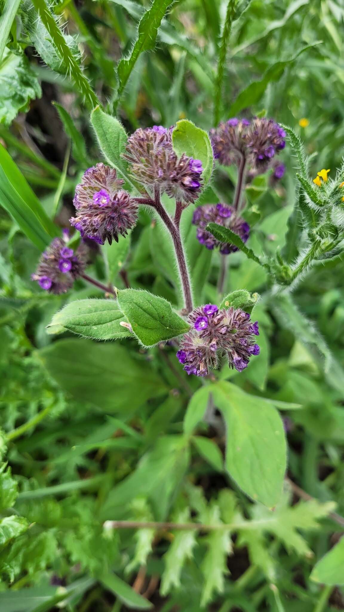 Image of Phacelia brachyantha Benth.