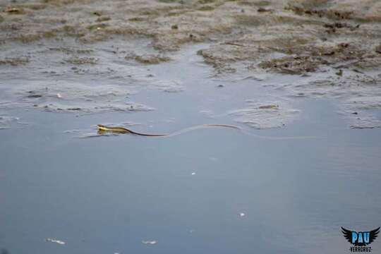 Image of Thamnophis proximus rutiloris (Cope 1885)