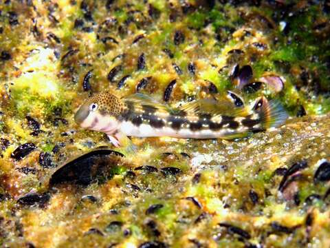 Image of Adriatic blenny