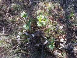 Image of Helleborus bocconei Ten.