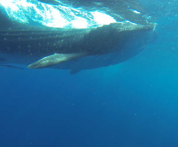 Image of whale sharks