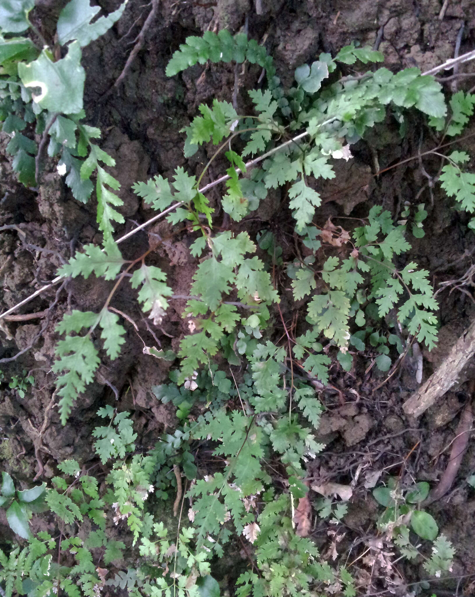 Imagem de Pteris saxatilis (Carse) Carse