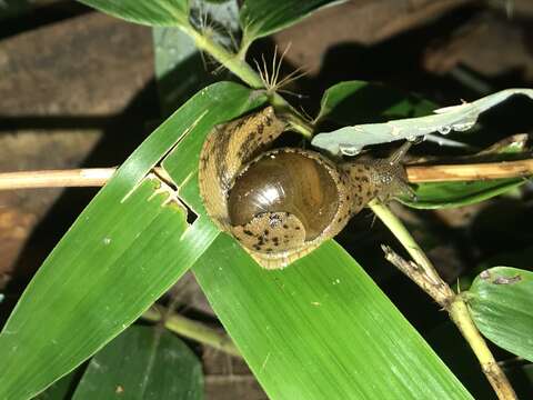 Imagem de Megaustenia imperator (Gould 1859)