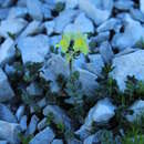 Image of Linaria tonzigii Lona