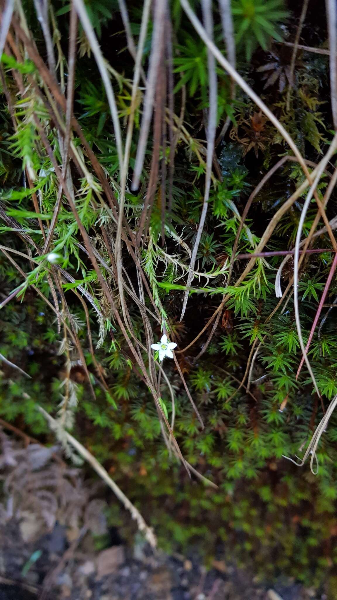 Image of Arenaria lycopodioides Willd. ex Schltdl.