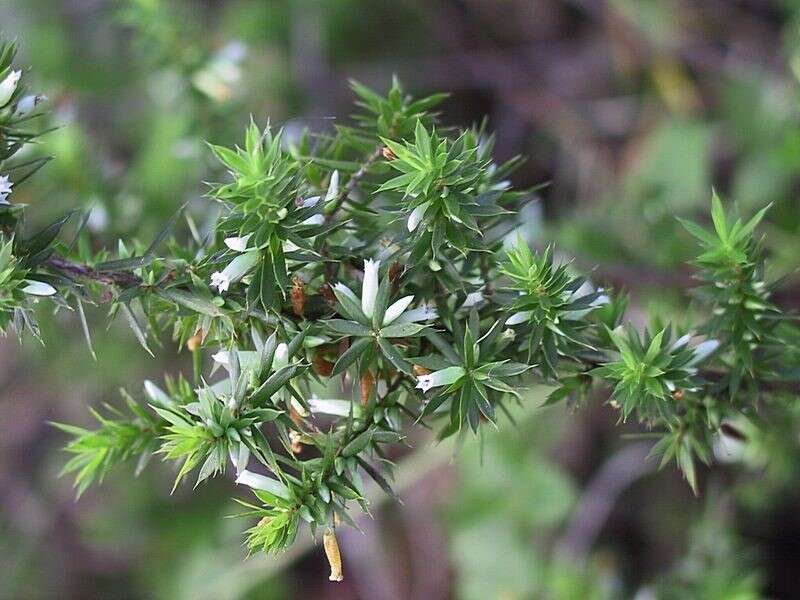 Image of Styphelia sieberi