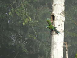 Image of Blue-headed Macaw