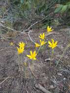 Image of Narcissus cavanillesii Barra & G. López