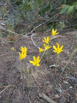 Image of Narcissus cavanillesii Barra & G. López