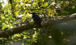 Image of Black-breasted Puffbird