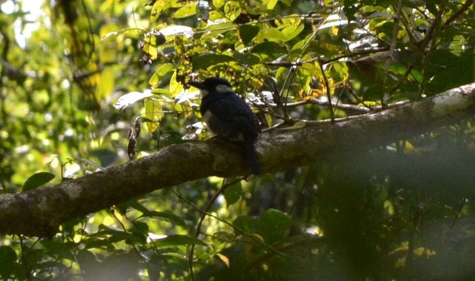 Image of Black-breasted Puffbird