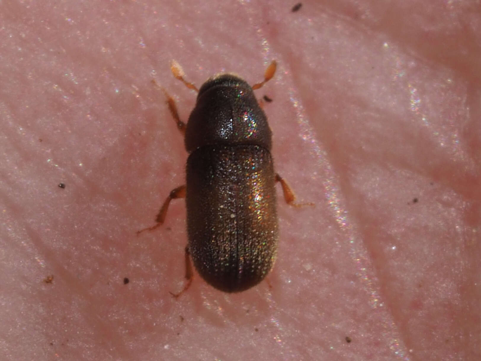 Image of Polygraphus poligraphus (Linnaeus & C. 1758)