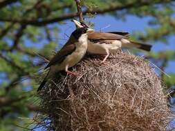 Image of Black-capped Social Weaver