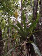 Image of Vriesea flava And. Costa, H. Luther & Wand.