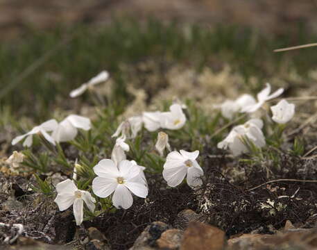 Imagem de Phlox richardsonii subsp. alaskensis (Jordal) Wherry