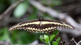 Image of Ornythion Swallowtail