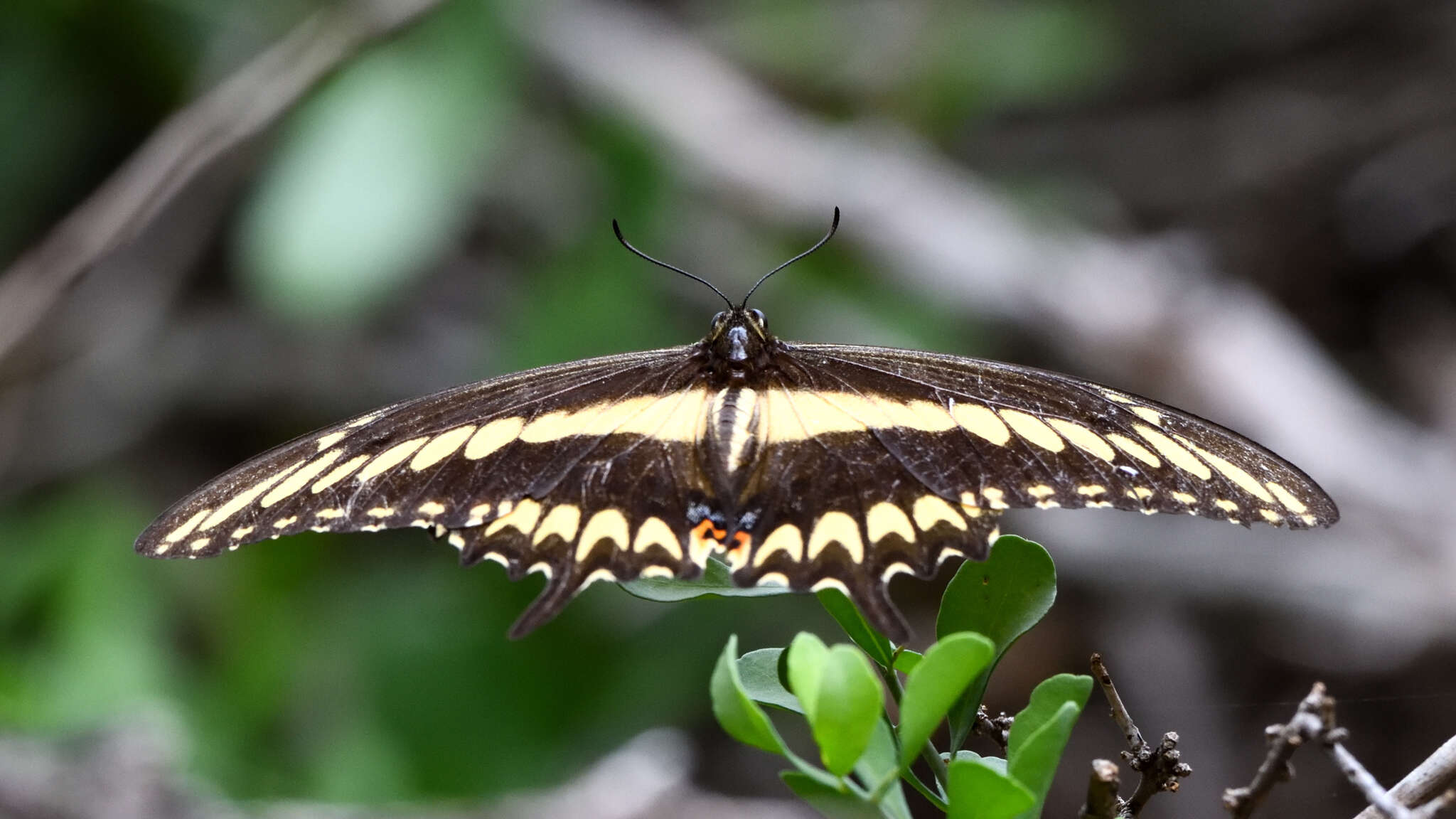 Image of Ornythion Swallowtail