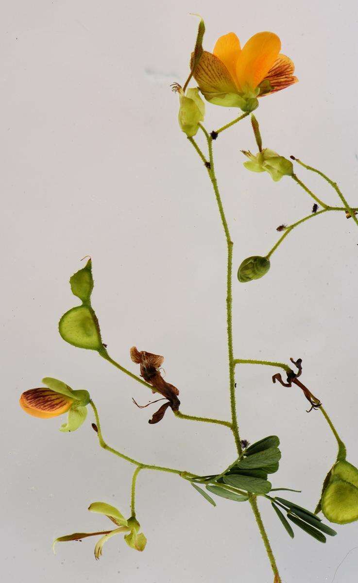 Image of Aeschynomene rehmannii Schinz