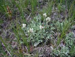 Imagem de Antennaria parvifolia Nutt.